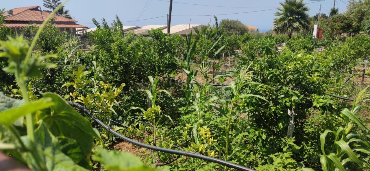 Rontaki Farm Lägenhet Kyparissia Exteriör bild